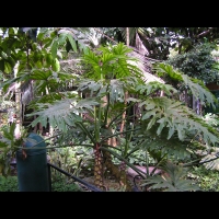 Philodendron - Philodendron bipinnatifidum (fam Aracees) (S-E du Bresil) (00)